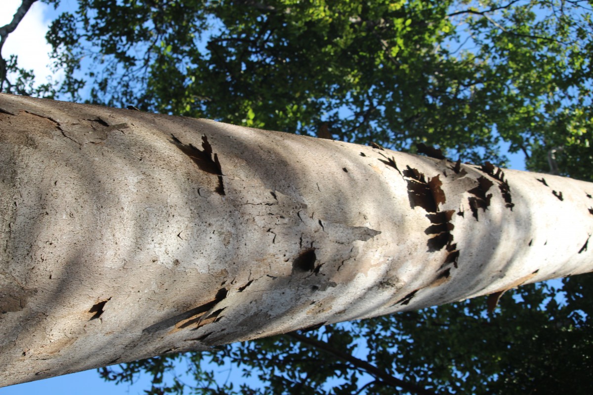 Dipterocarpus zeylanicus Thwaites